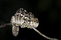 Oustalet's Chameleon (Furcifer oustaleti) on a branch at night, Kirindy Forest, Madagascar