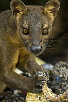 Fossa (Cryptoprocta ferox) eating from rubbish basket, Kirindy Forest, Madagascar