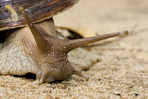 Giant African Land Snail (Achatina fulica), Kirindy Forest, Madagascar