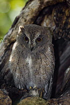 Malagasy Scops-Owl (Otus rutilus) sitting in tree hollow, Kirindy Forest, Madagascar