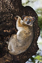 Red-tailed Sportive Lemur (Lepilemur ruficaudatus) clinging to tree, Kirindy Forest, Madagascar