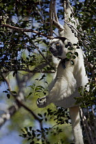 Verreaux's Sifaka (Propithecus verreauxi) hanging in tree, Kirindy Forest, Madagascar