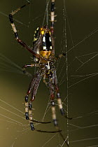 Banana Spider (Nephila clavipes) in web, Kirindy Forest, Madagascar