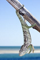 Spiny Chameleon (Chamaeleo verrucosus) hanging on a wooden fence with the sea in the background, Belo sur Mer, Madagascar