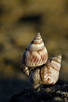 Periwinkle (Littorina sp) snails, Belo sur Mer, Madagascar