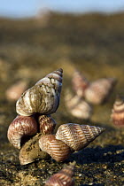 Periwinkle (Littorina sp) snails gathering, Belo sur Mer, Madagascar