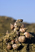 Periwinkle (Littorina sp) snails gathering, Belo sur Mer, Madagascar