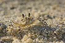 Ghost Crab (Ocypode quadrata) on beach, Belo sur Mer, Madagascar