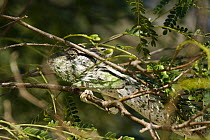 Spiny Chameleon (Chamaeleo verrucosus) climbing in branches, Belo sur Mer, Madagascar