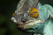 Parson's Chameleon (Calumma parsonii) male, Marozevo, Madagascar