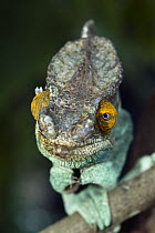 Parson's Chameleon (Calumma parsonii) male, Marozevo, Madagascar