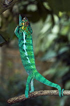 Panther Chameleon (Chamaeleo pardalis) male standing upright using prehensile tail, Marozevo, Madagascar