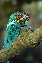 Panther Chameleon (Chamaeleo pardalis) male climbing, Marozevo, Madagascar