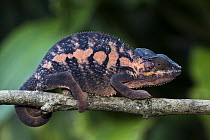 Panther Chameleon (Chamaeleo pardalis) female, Marozevo, Madagascar