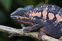 Panther Chameleon (Chamaeleo pardalis) female, Marozevo, Madagascar