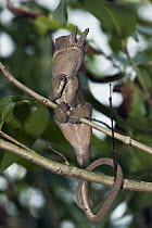 Parson's Chameleon (Calumma parsonii) balancing on branch, Marozevo, Madagascar