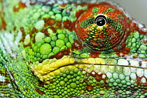 Panther Chameleon (Chamaeleo pardalis) eye of a male, Marozevo, Madagascar