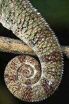 Panther Chameleon (Chamaeleo pardalis) curled up tail, Marozevo, Madagascar