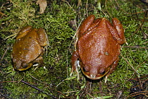 Tomato Frog (Dyscophus antongilii) smaller male and larger female, Marozevo, Madagascar
