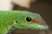 Madagascar Day Gecko (Phelsuma madagascariensis), Marozevo, Madagascar