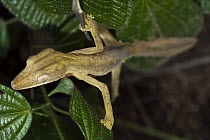 Lined Flat-tail Gecko (Uroplatus lineatus), Marozevo, Madagascar