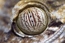 Common Flat-tail Gecko (Uroplatus fimbriatus) eye showing vertical pupil, Marozevo, Madagascar