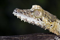 Common Flat-tail Gecko (Uroplatus fimbriatus), Marozevo, Madagascar
