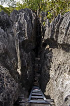 Path through maze of tsingy rock formations, Bemaraha National Park, western Madagascar