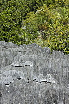 View over tsingy rock formations and surrounding dry decidious forest, Bemaraha National Park, western Madagascar