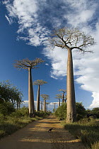 Grandidier's Baobab (Adansonia grandidieri) on Avenue of the Baobabs, Morondava, Madagascar