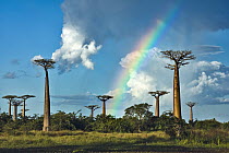 Grandidier's Baobab (Adansonia grandidieri) under rainbow, Morondava, Madagascar