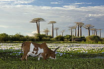 Domestic Cattle (Bos taurus) grazing at the Avenue of the Baobabs, Morondava, Madagascar