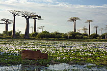 Domestic Cattle (Bos taurus) grazing at the Avenue of the Baobabs, Morondava, Madagascar