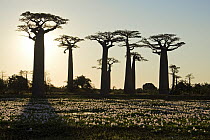 Grandidier's Baobab (Adansonia grandidieri) and lilies at sunset, Morondava, Madagascar