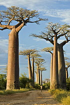 Grandidier's Baobab (Adansonia grandidieri) in famous Avenue of the Baobabs, Morondava, Madagascar