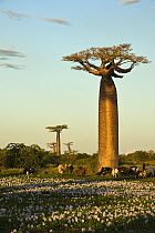 Grandidier's Baobab (Adansonia grandidieri) with Zebu (Bos taurus) cattle, Morondava, Madagascar