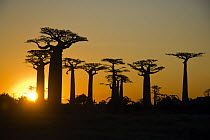 Grandidier's Baobab (Adansonia grandidieri) in Avenue of the Baobabs at sunset, Morondava, Madagascar