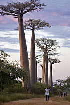 Grandidier's Baobab (Adansonia grandidieri) trees in famous Avenue of the Baobabs, Morondava, Madagascar