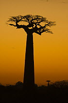 Grandidier's Baobab (Adansonia grandidieri) silhouette at dusk, Morondava, Madagascar