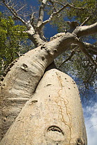 Fony Baobab (Adansonia rubrostipa), Morondava, Madagascar