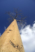 Grandidier's Baobab (Adansonia grandidieri) at the Avenue of the Baobabs, Morondava, Madagascar