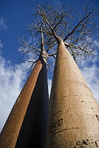 Grandidier's Baobab (Adansonia grandidieri) pair at the Avenue of the Baobabs, Morondava, Madagascar