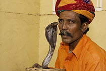 Cobra (Naja sp) with snake charmer, Jaipur, Rajasthan, India