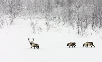 Caribou (Rangifer tarandus) group walking through the snow, Abisko, Sweden
