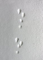Arctic Hare (Lepus arcticus) tracks in the snow, Abisko, Sweden