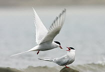 Arctic Tern (Sterna paradisaea) male feeding fish to female during courtship, Svalbard, Norway