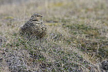 Rock Ptarmigan (Lagopus muta) female camouflaged, Svalbard, Norway