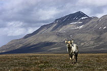Svalbard Reindeer (Rangifer tarandus platyrhynchus) on tundra, Svalbard, Norway