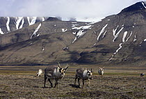 Svalbard Reindeer (Rangifer tarandus platyrhynchus) group on tundra, Svalbard, Norway