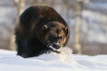 Wolverine (Gulo gulo) in snow, Norway